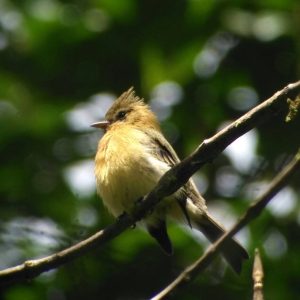 Bird-watching-tour.jpg Bird-watching-tour.jpg