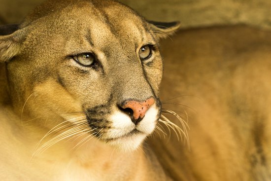 Las-Pumas-Animal-Rescue-Center.jpg